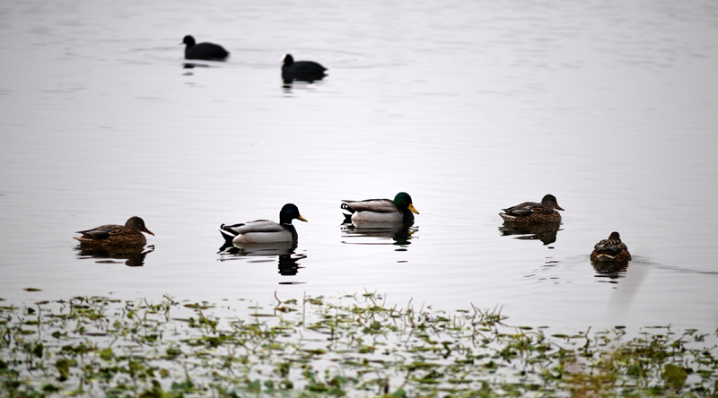 50,000 Migratory Birds Gather at Pampore Wetlands